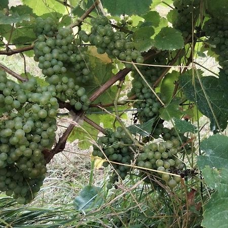 ديبا Agroturismo Erlete Goikoa -Estamos En El Camino De Santiago -We Are On The Camino De Santiago المظهر الخارجي الصورة